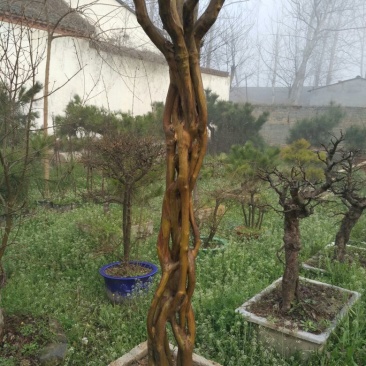 紫薇桩20~25cm