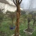 紫薇桩20~25cm