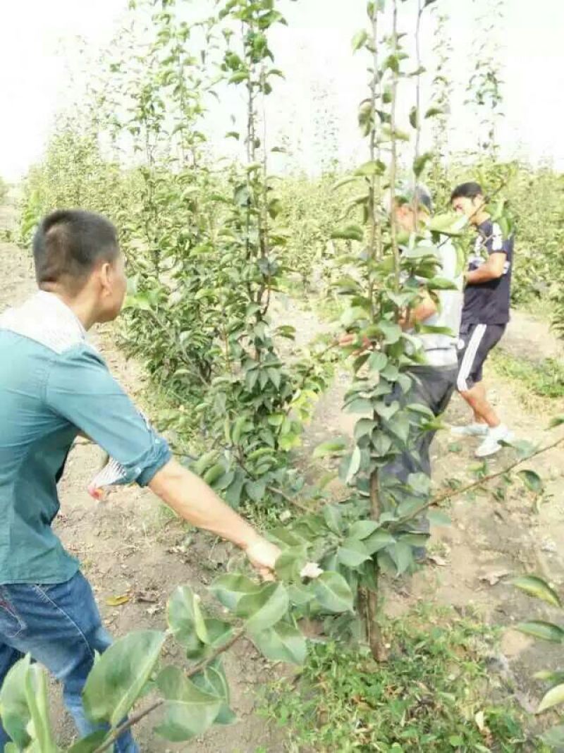 晚秋黄梨纸袋
