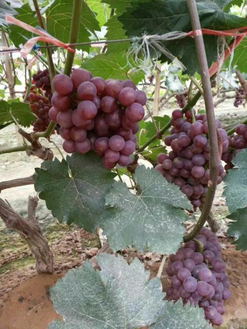 红无核葡萄2斤以上5%以下