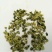 荷叶茶特级
