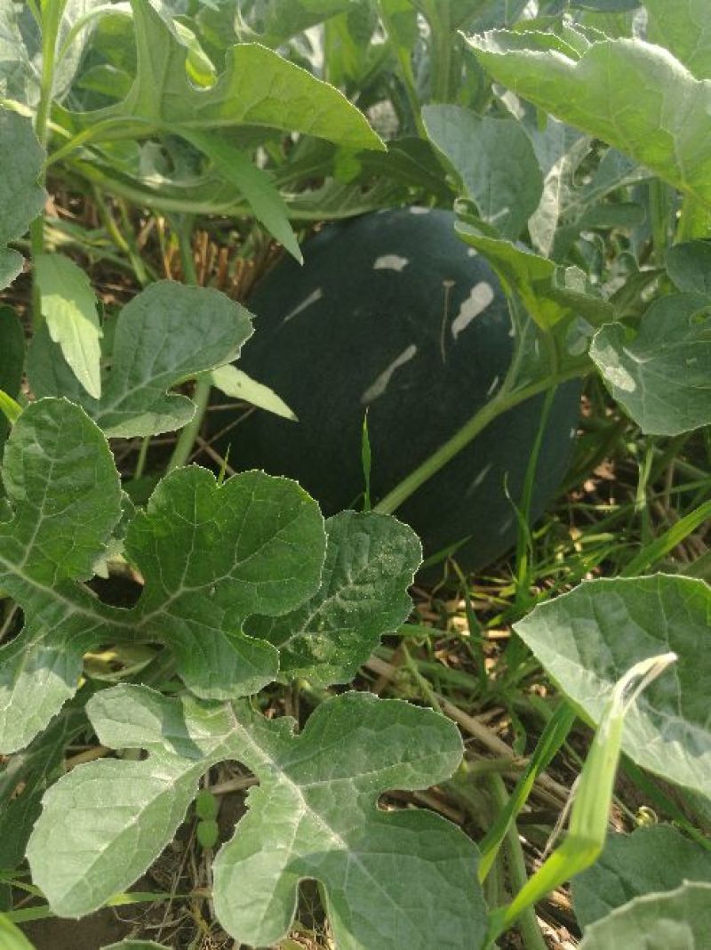 八宝黑皮无籽西瓜8斤打底9成熟1茬自生苗，糖度13