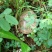 野生菌特级