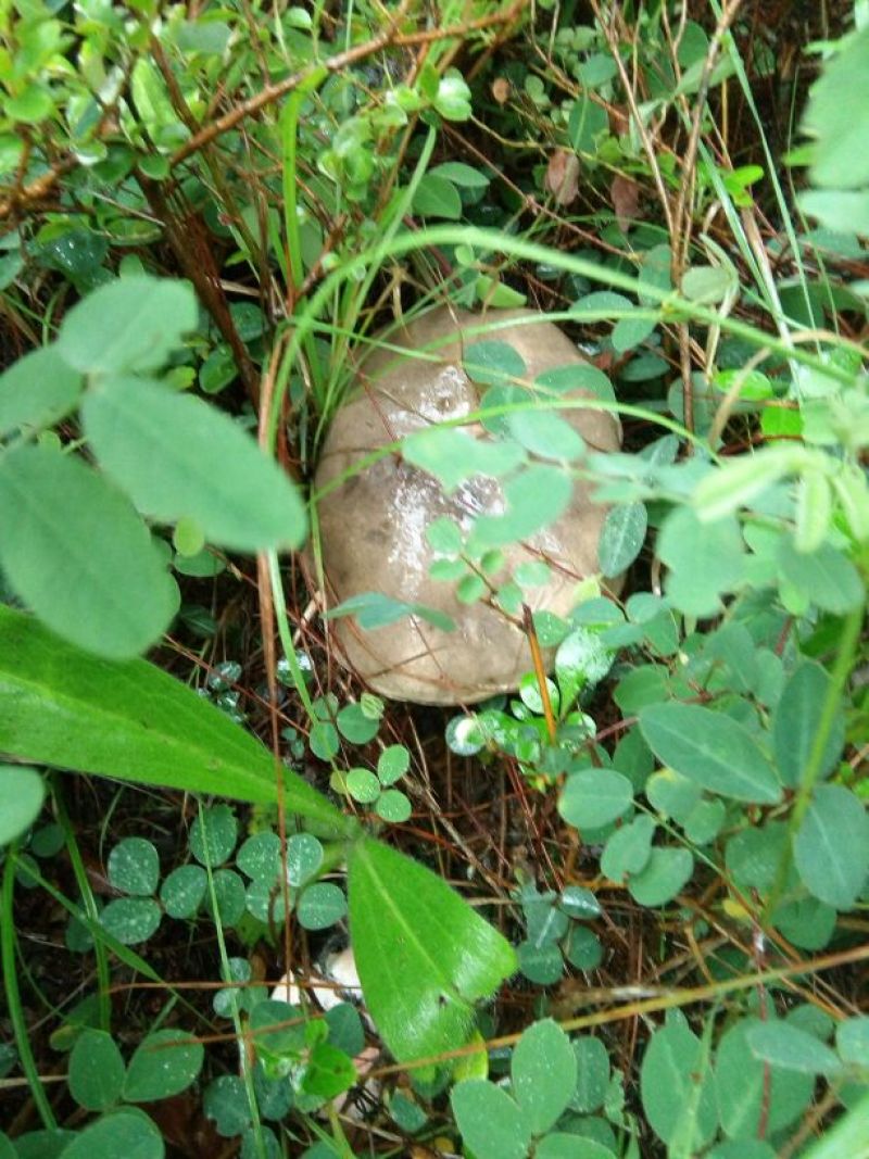 野生菌特级