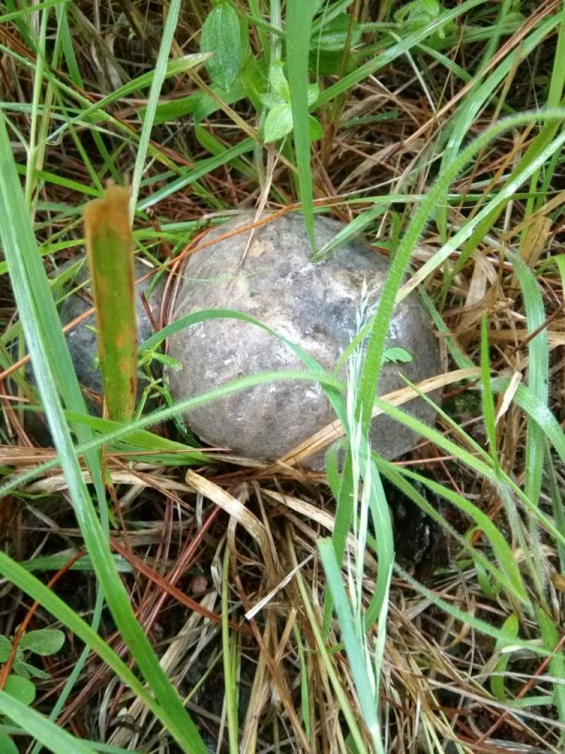 野生菌特级