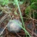 野生菌特级