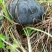 野生菌特级