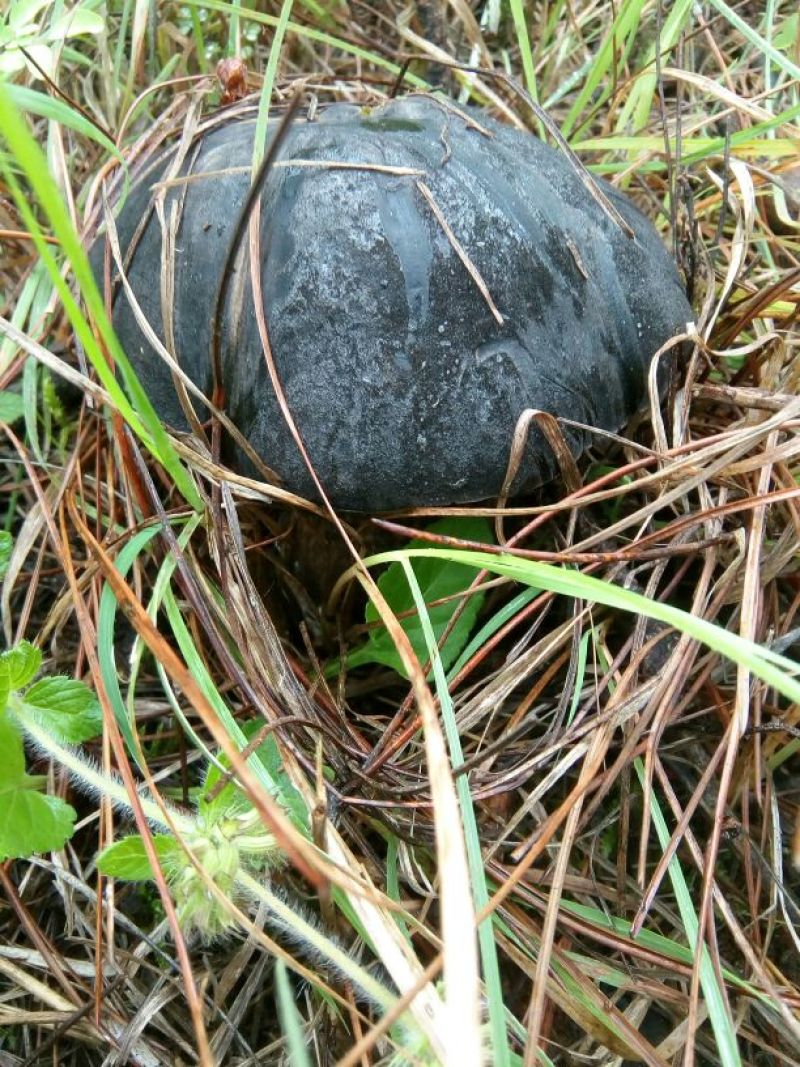 野生菌特级
