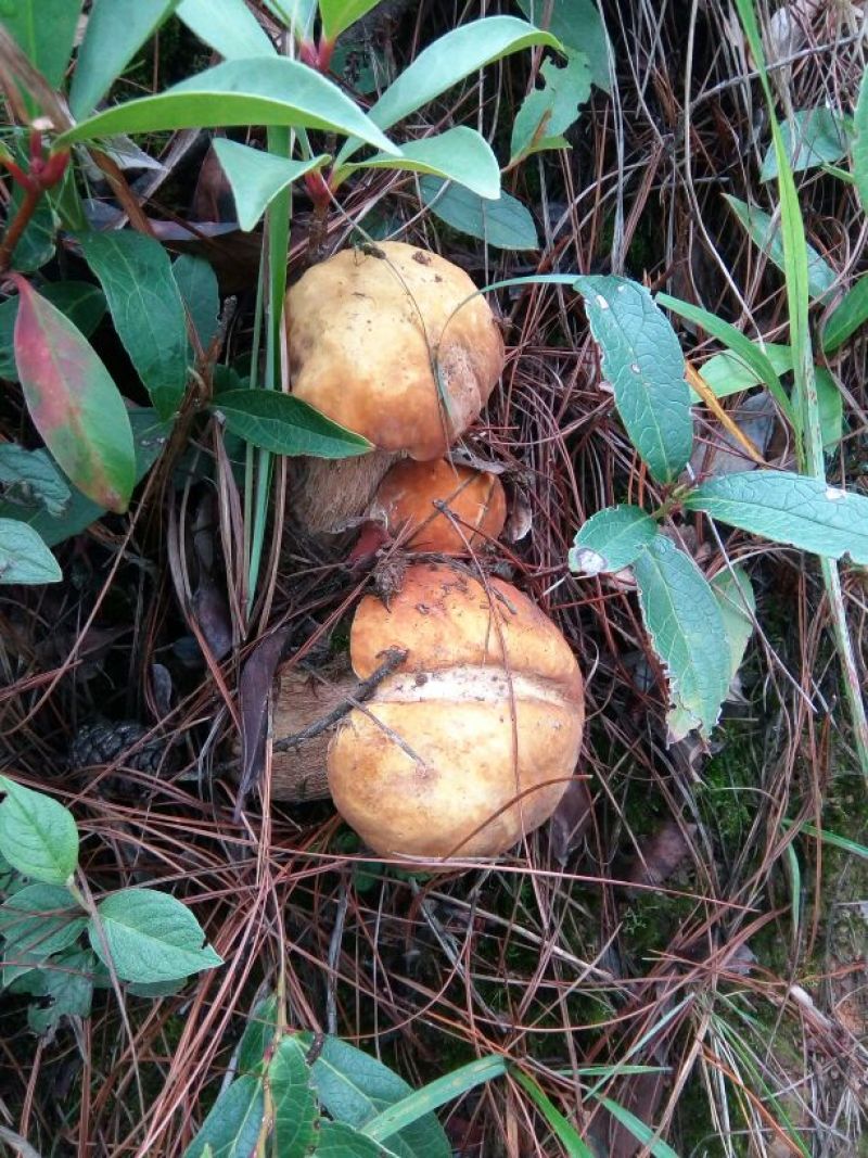 野生菌特级