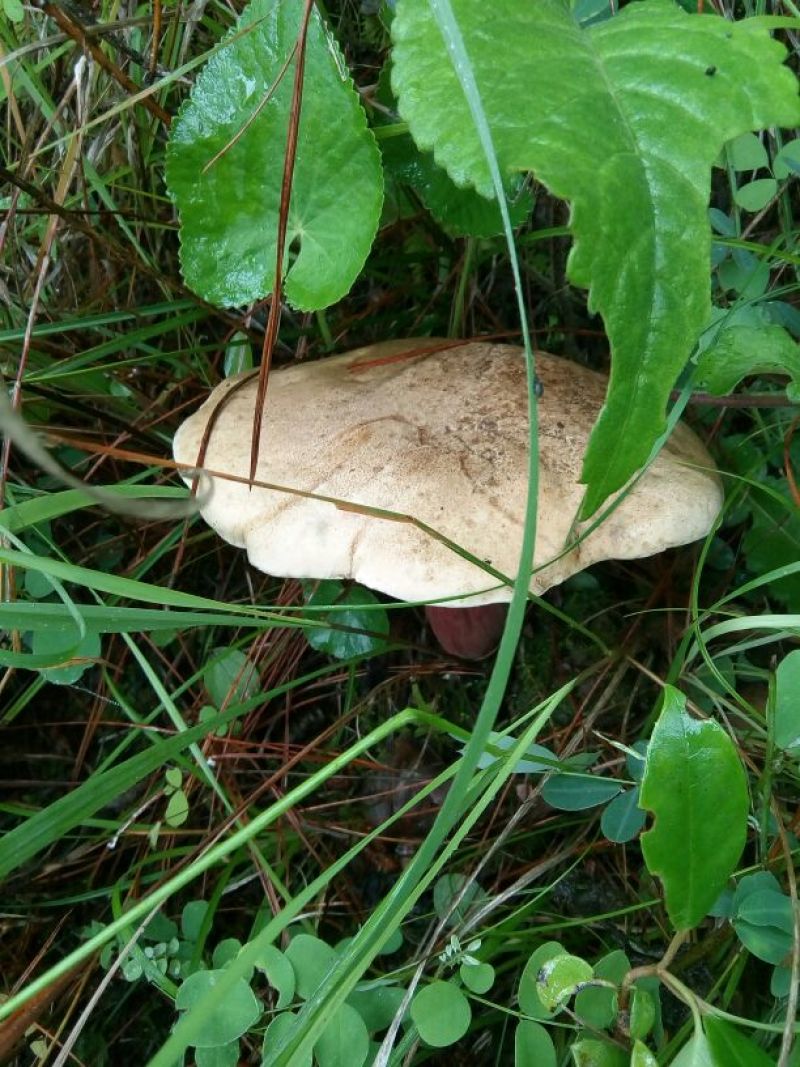 野生菌特级