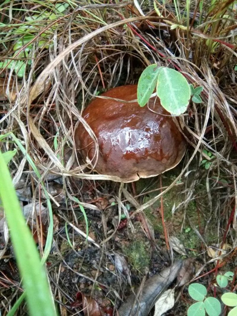 野生菌特级