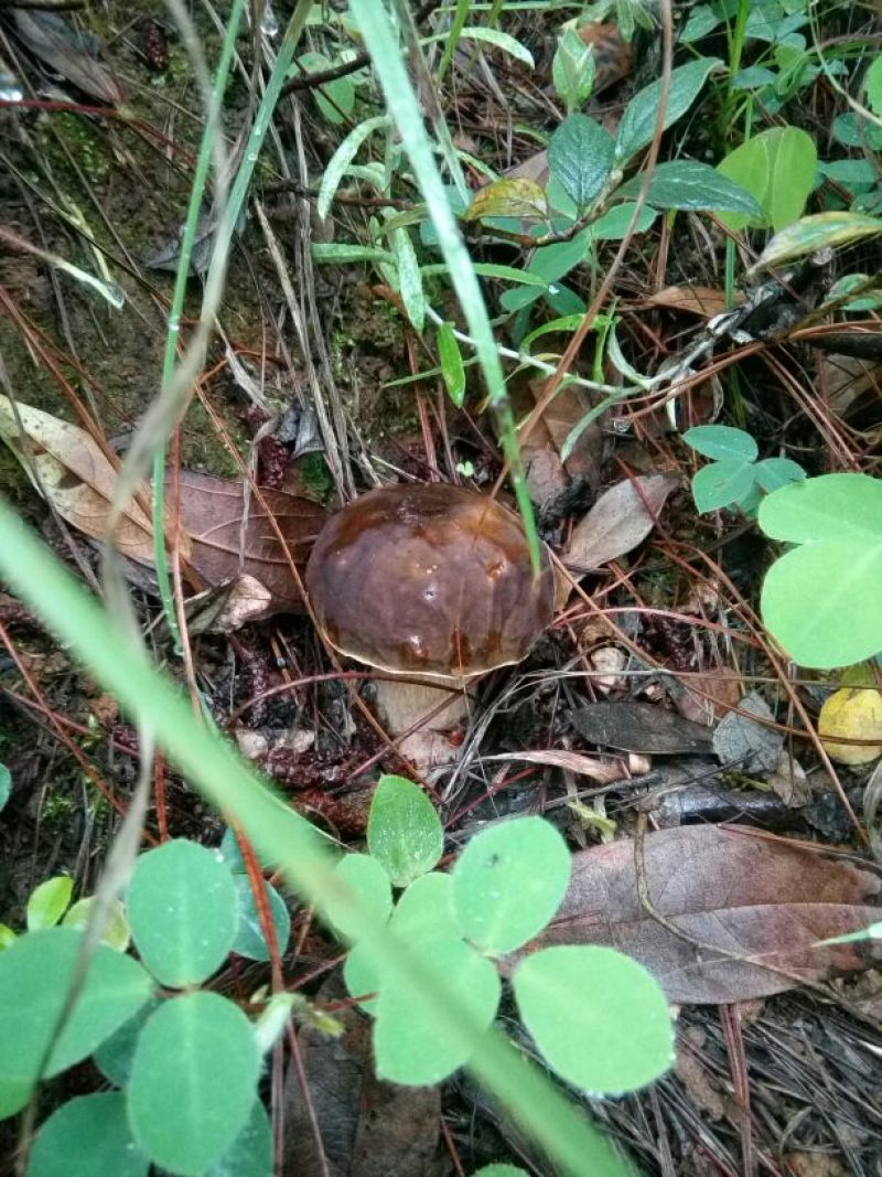 野生菌特级