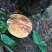 野生菌特级