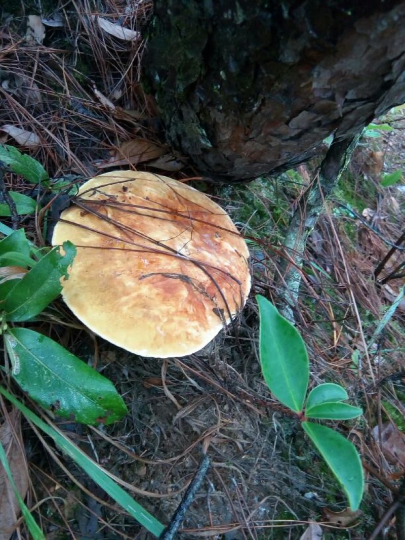 野生菌特级