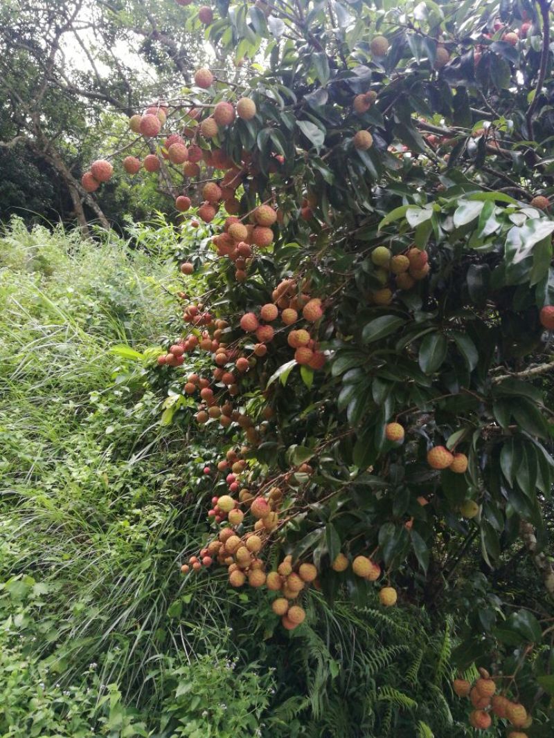 禾荔（淮枝）2cm以上