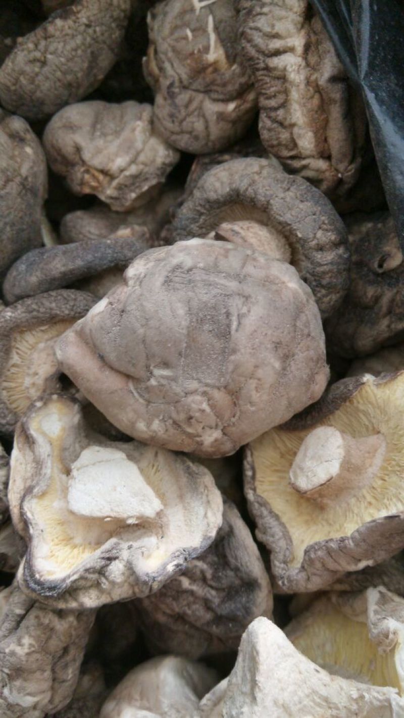 干香菇2~3cm
