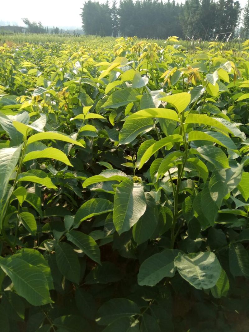 核桃苗一年苗50~100cm