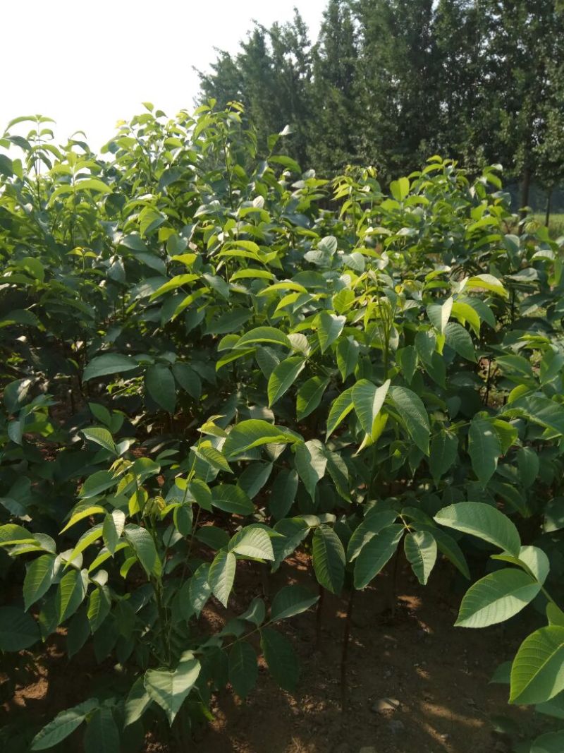 核桃苗一年苗50~100cm