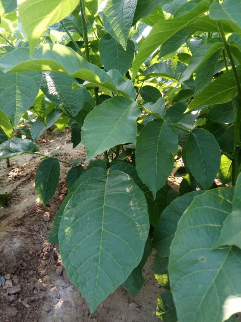 核桃苗一年苗50~100cm