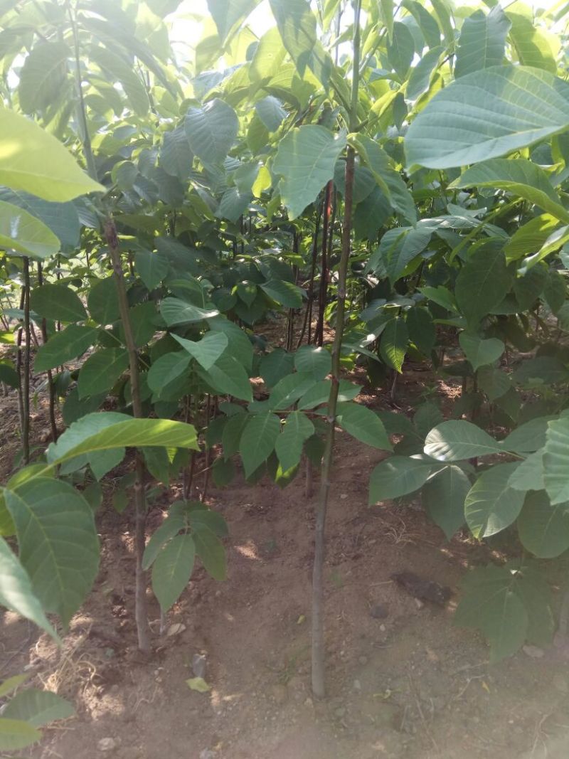 核桃苗一年苗50~100cm