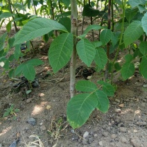 核桃苗一年苗50~100cm