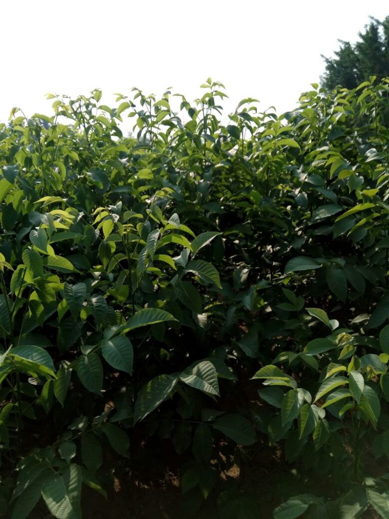 核桃苗一年苗50~100cm
