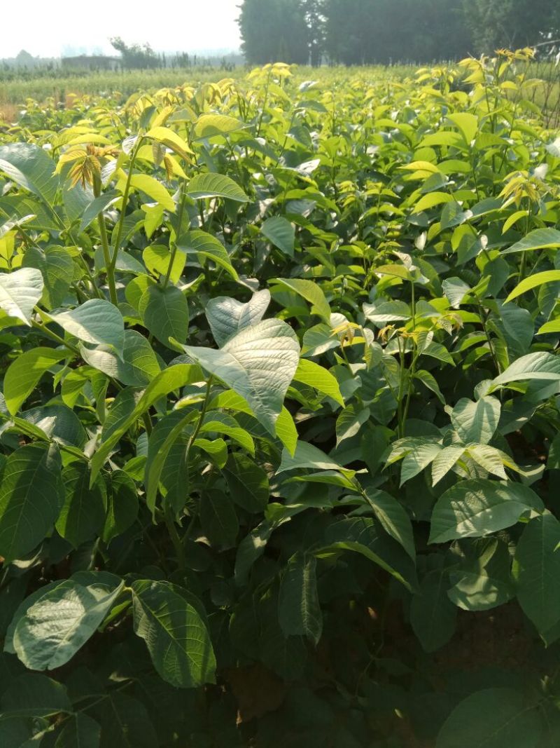 核桃苗一年苗50~100cm