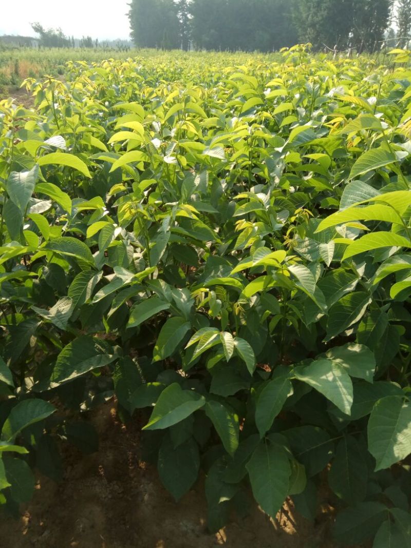 核桃苗一年苗50~100cm