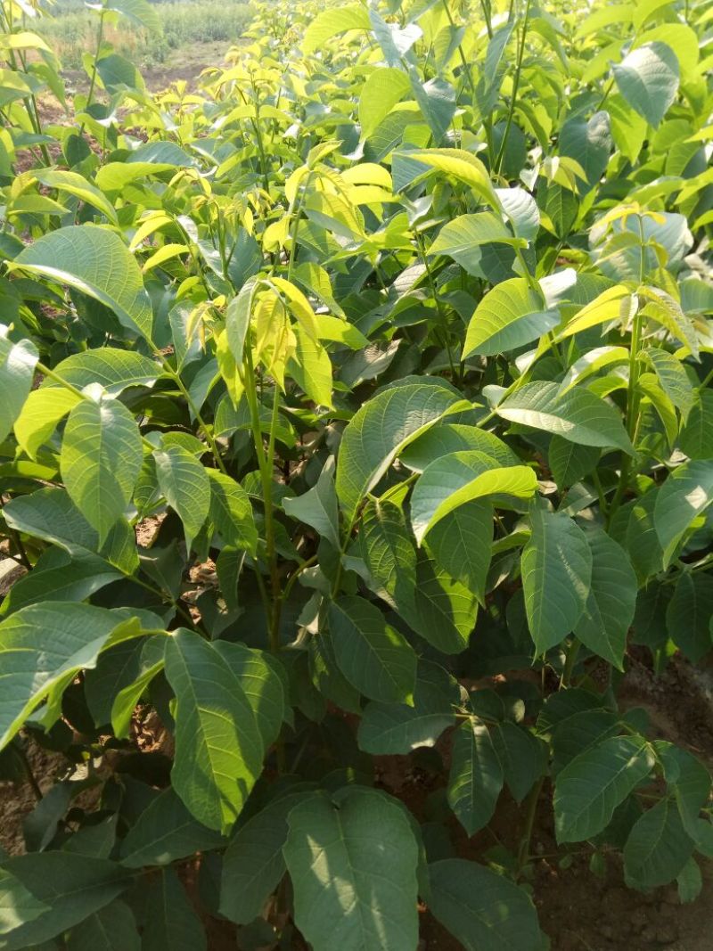 核桃苗一年苗50~100cm