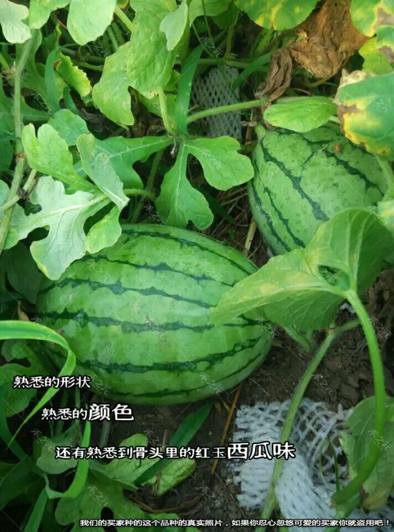 精品美都西瓜精品西瓜保甜超甜保质保量量大从优