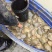 鳖1.5~2斤