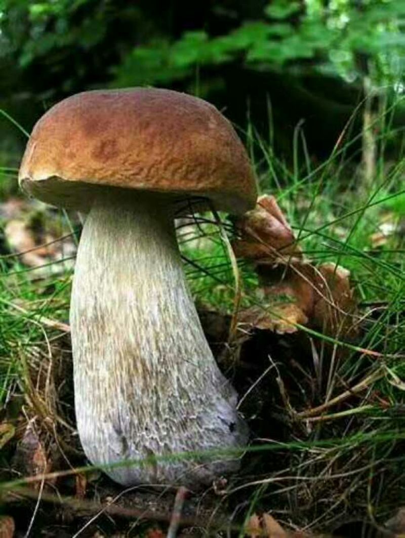 牛肝菌一级粗柄羊肚菌