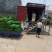 绿宝石毛豆湖北特产量大