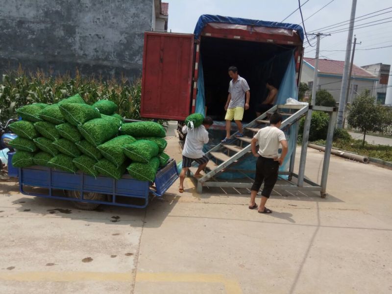 绿宝石毛豆湖北特产量大
