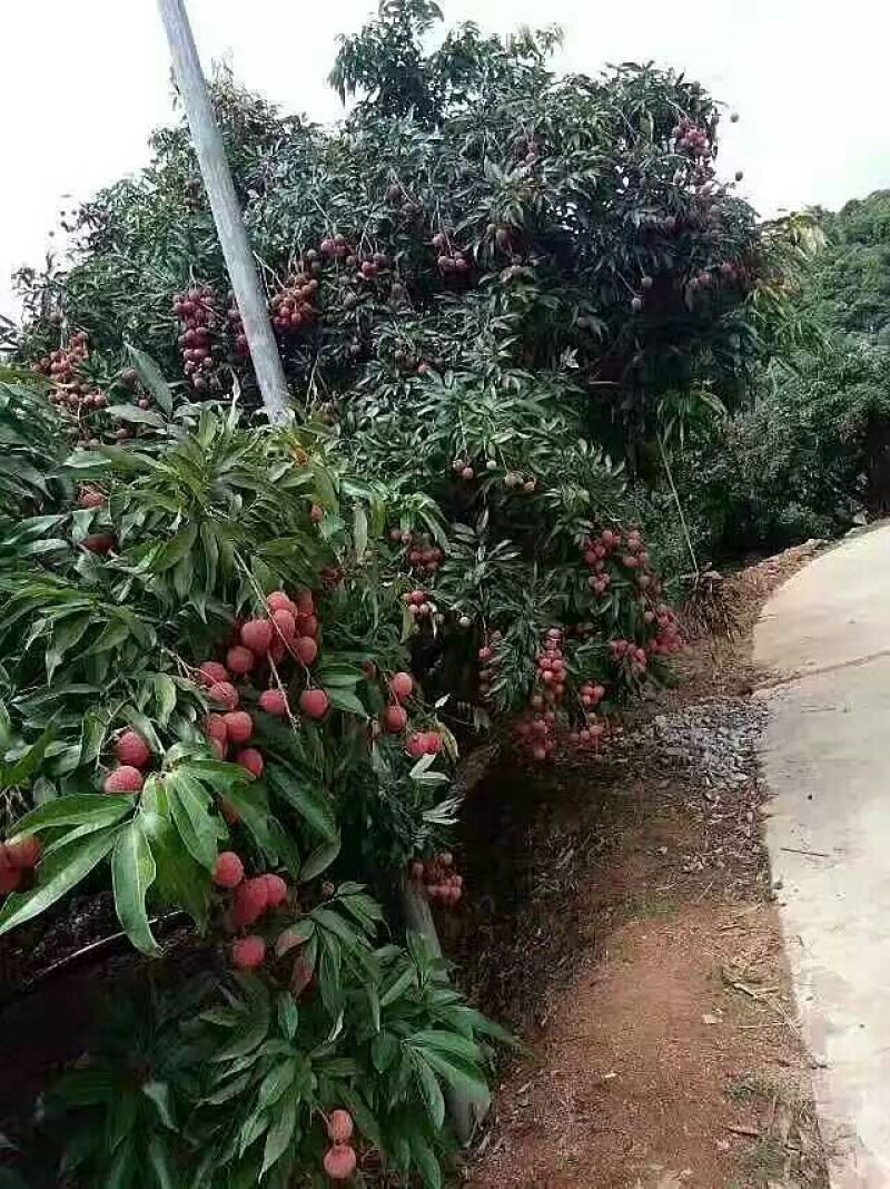 妃子笑荔枝苗10~20cm