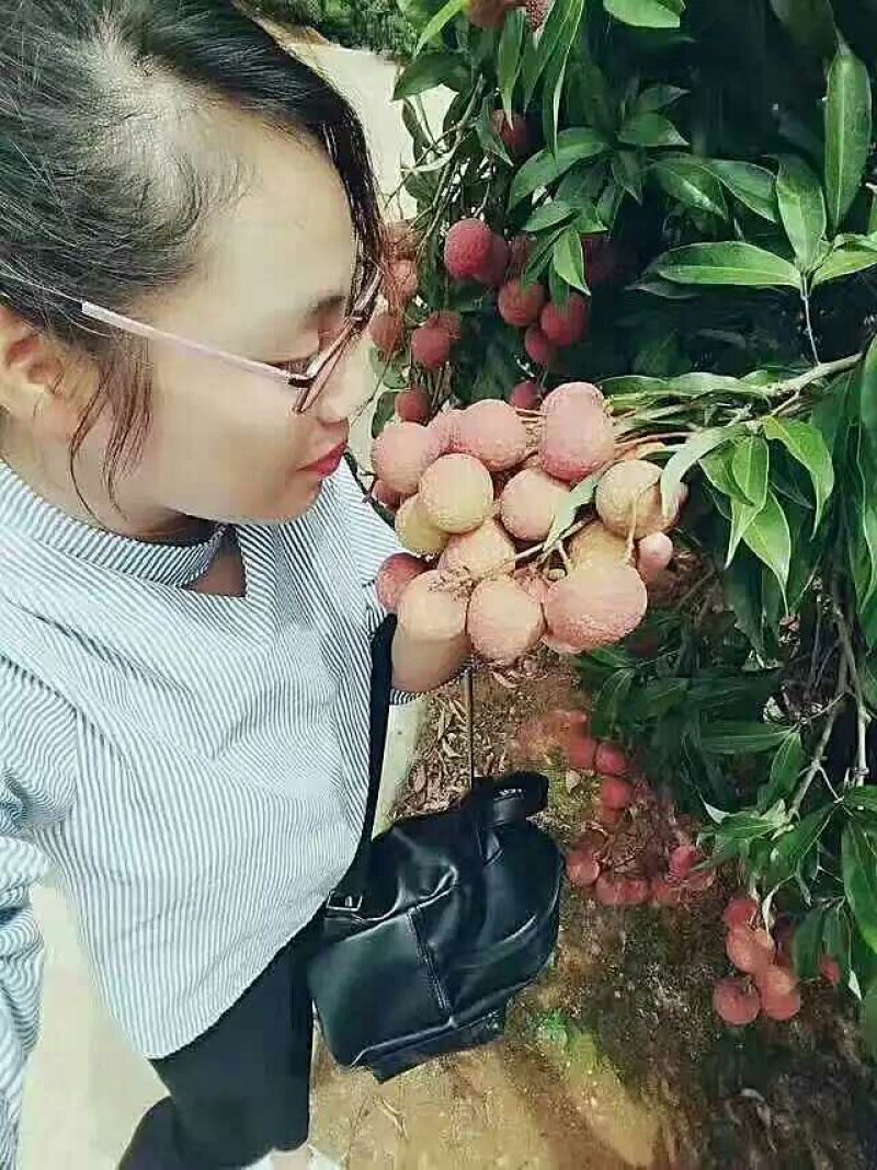 妃子笑荔枝苗10~20cm