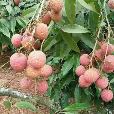 妃子笑荔枝苗10~20cm