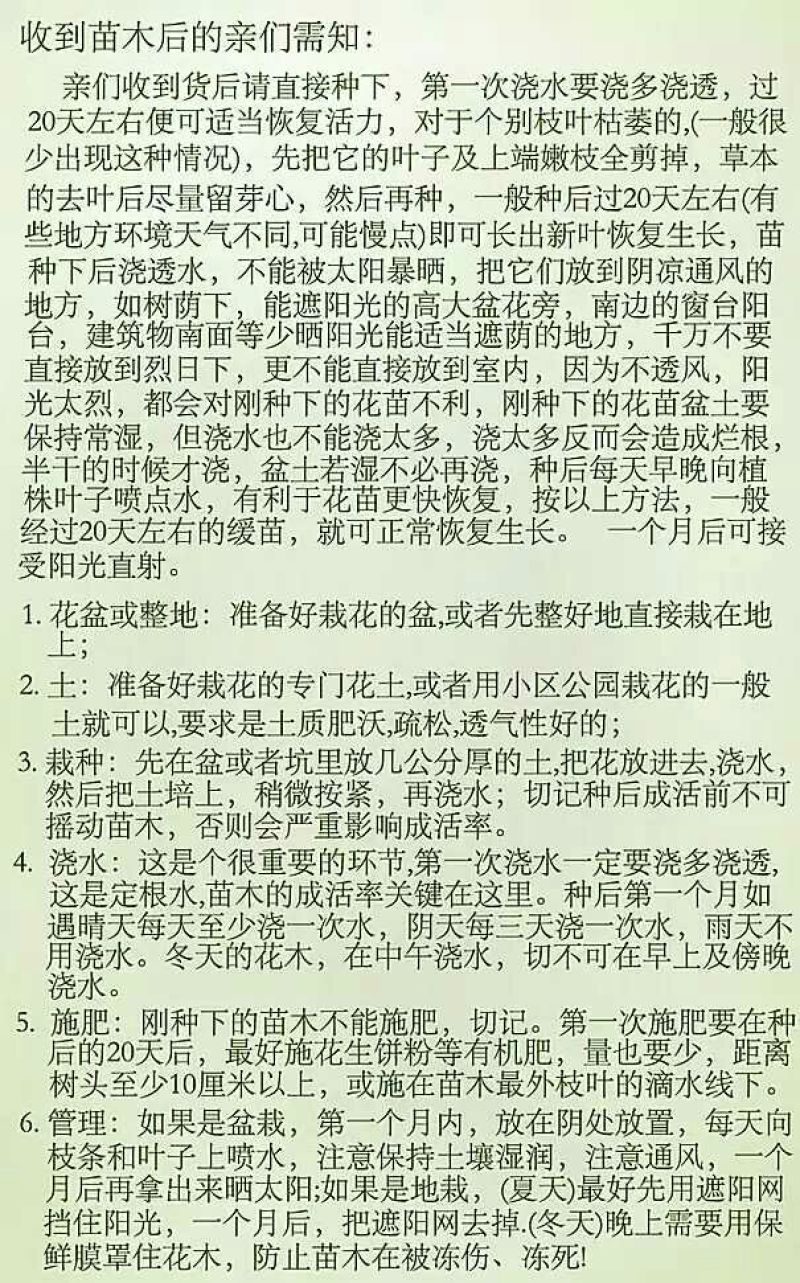 金煌芒树苗1m以下