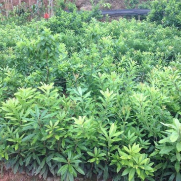 杨梅树苗1~250cm以下