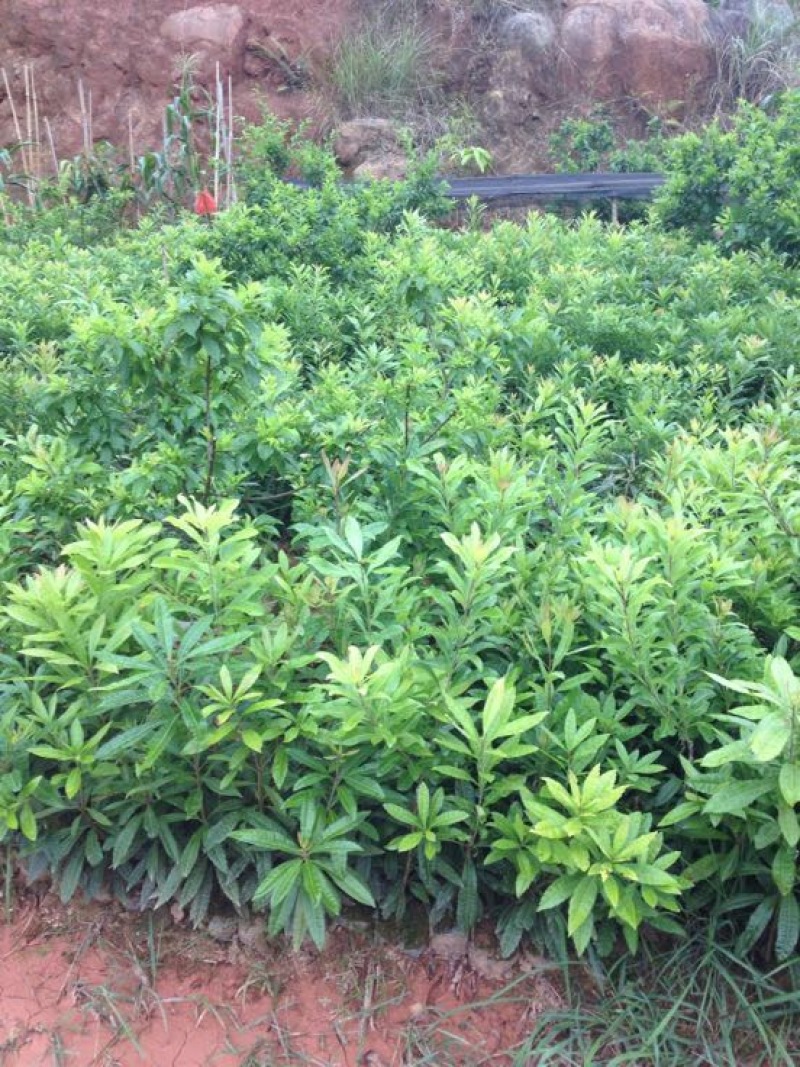 杨梅树苗1~250cm以下