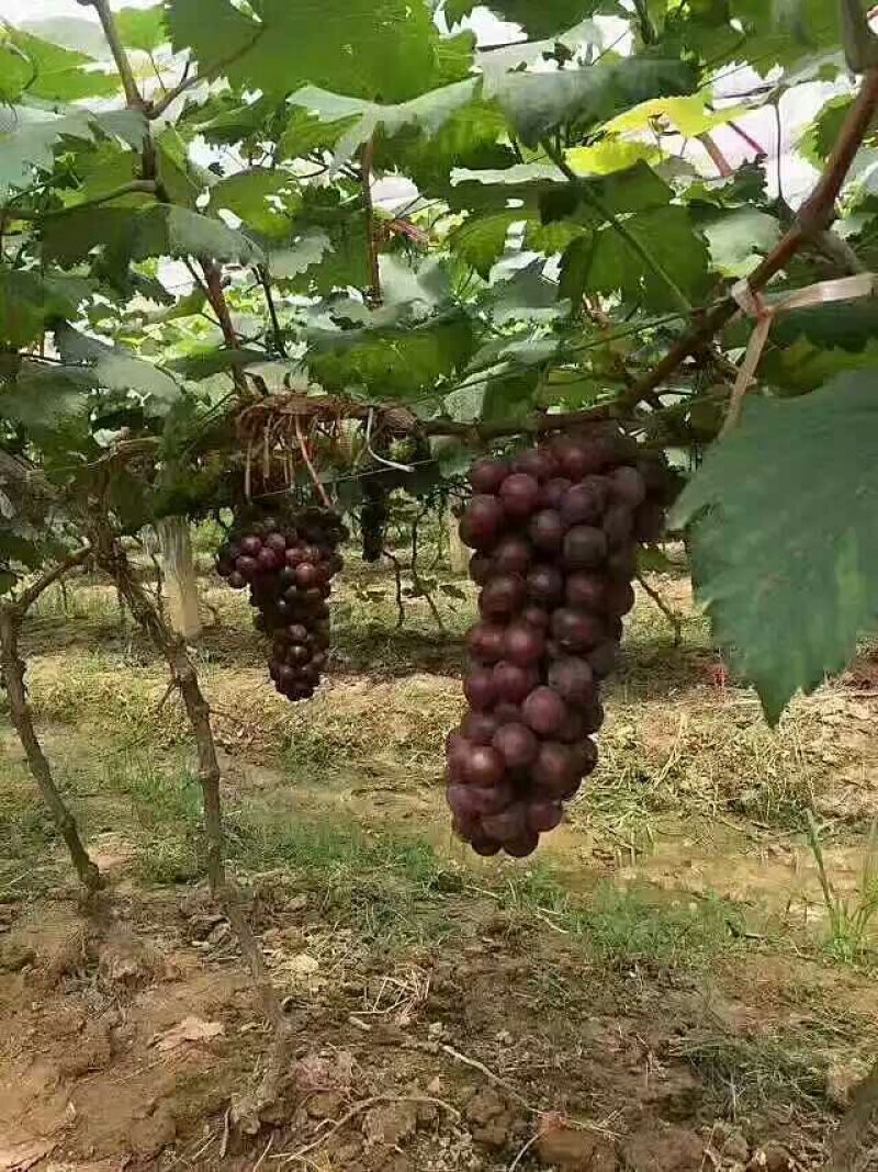夏黑葡萄苗1年30cm以下