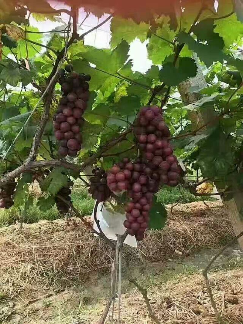 夏黑葡萄苗1年30cm以下