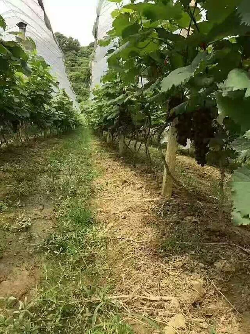 夏黑葡萄苗1年30cm以下