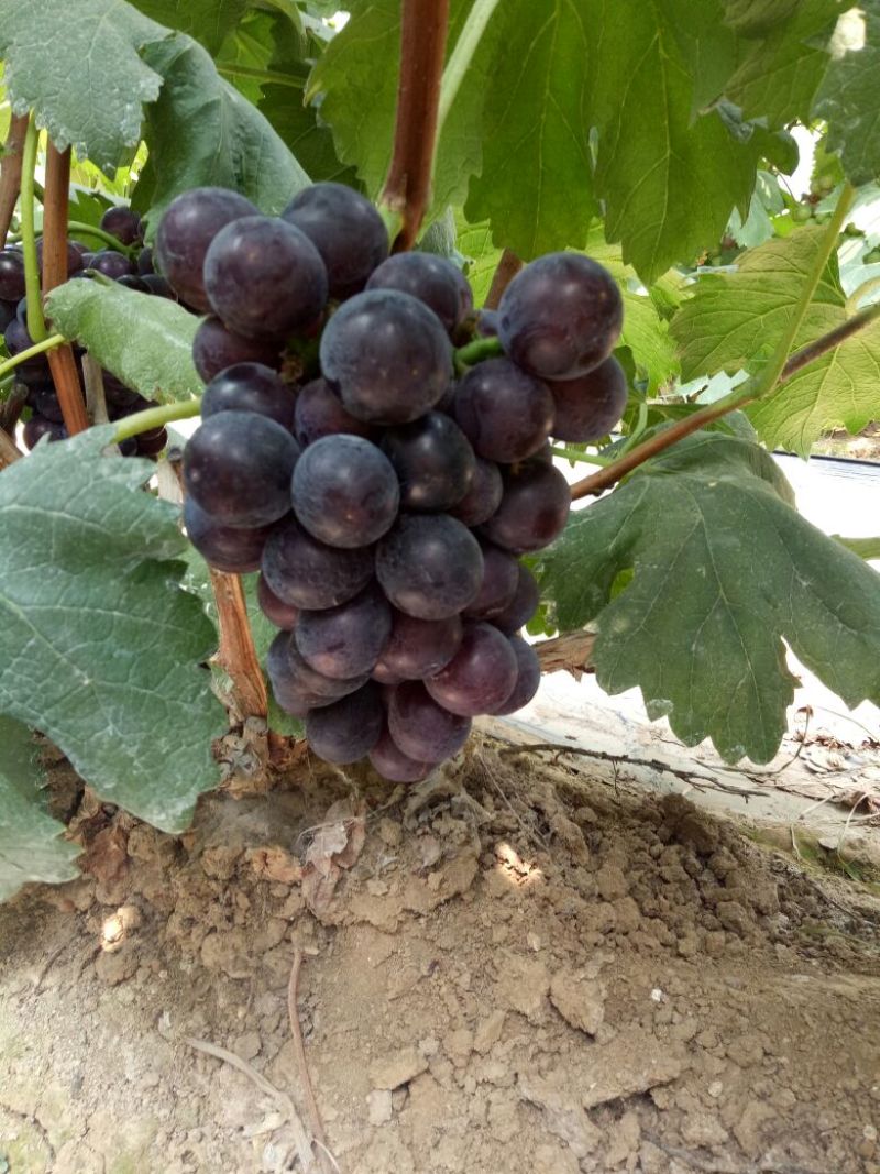 一手代办精品乒乓球葡萄藤稔葡萄大棚露天口感好质量好