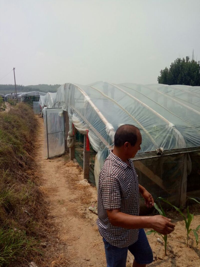 一手代办精品乒乓球葡萄藤稔葡萄大棚露天口感好质量好