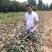 早酥红梨苗：梨树苗基地：梨树苗：基地直供包技术