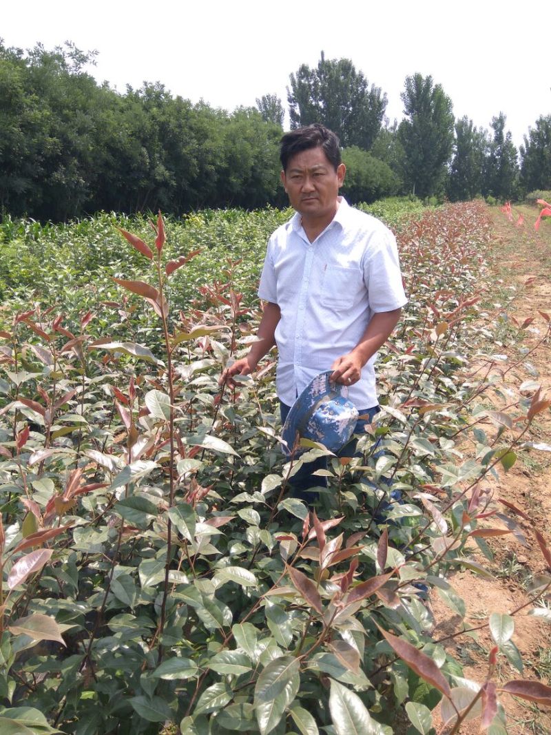早酥红梨苗：梨树苗基地：梨树苗：基地直供包技术