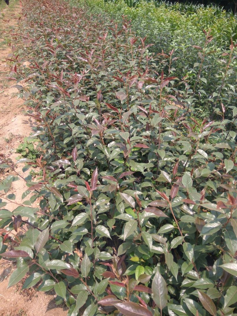 早酥红梨苗：梨树苗基地：梨树苗：基地直供包技术