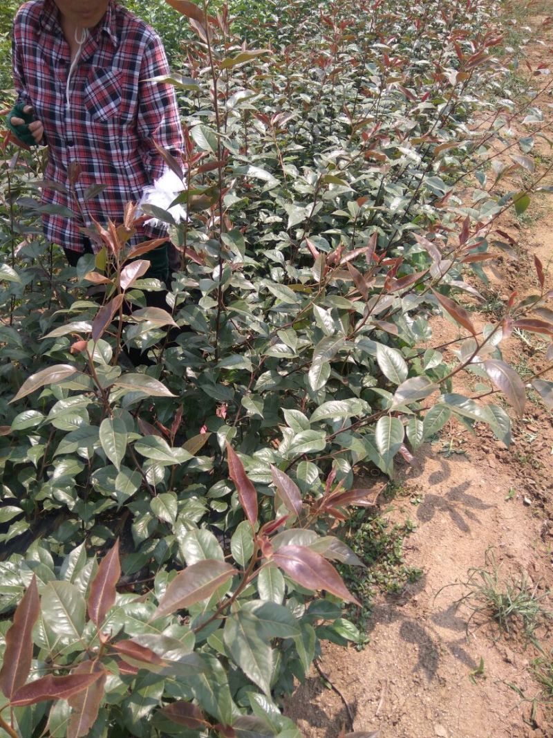 早酥红梨苗：梨树苗基地：梨树苗：基地直供包技术