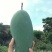 芒果2两以上